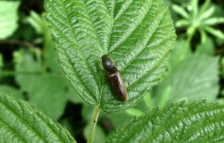 Athous haemorrhoidalis